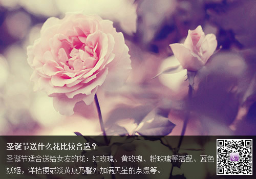 圣诞节送什么花比较合适？