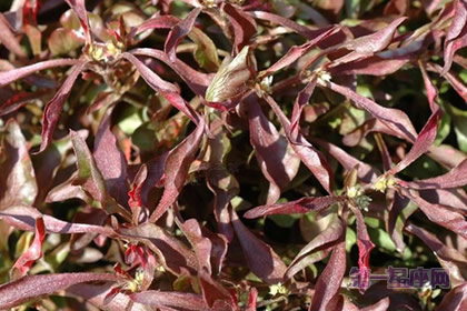 五色苋的花语:绝望的恋情