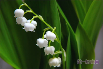 5月8日花语：德国铃兰，生日花语纯白