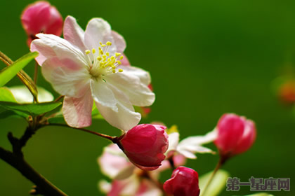 西府海棠的花语真的是单恋吗？