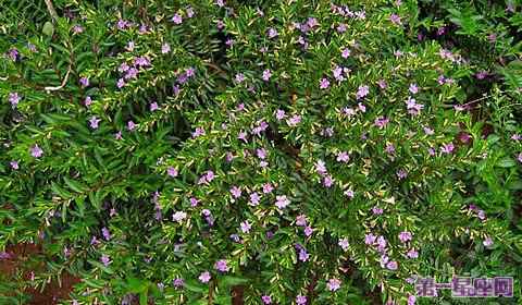 萼距花花语:思念、浪漫、喜悦