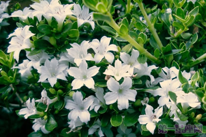六月雪的花语是什么