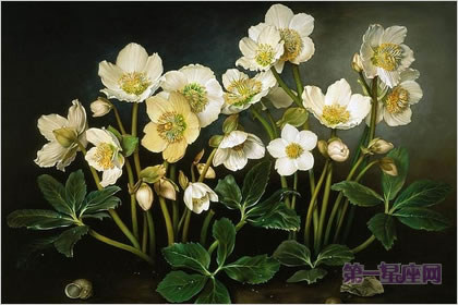 1月21日生日花:圣诞玫瑰,生日花语矛盾