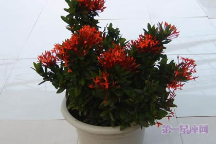 1月25日生日花:圣诞玫瑰,生日花语犹豫