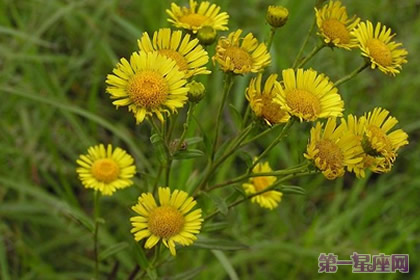 六月菊指的是大滨菊吗?它的花语是什么?