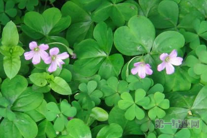 3月17日花语:酢酱草,生日花语爱国