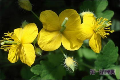 3月22日花语:白屈菜,生日花语认生