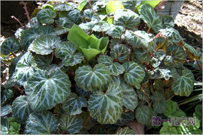 4月12日花语:虎耳草,生日花语持续