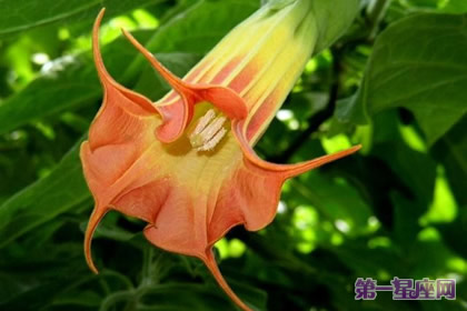 代表高贵的花?什么花代表女人的高贵