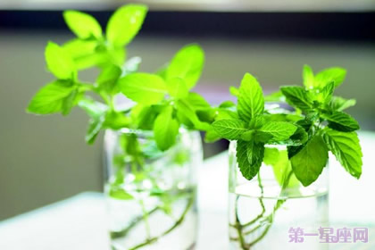 薄荷的花语代表永久的爱
