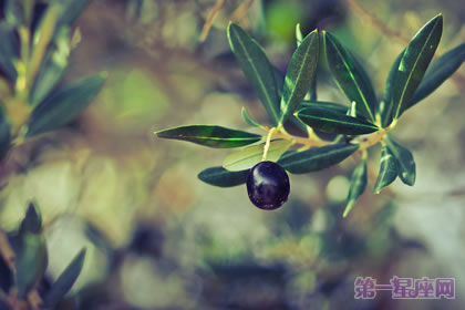 【花语大全】什么花象征和平?