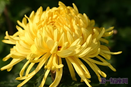 花中隐士是什么花？