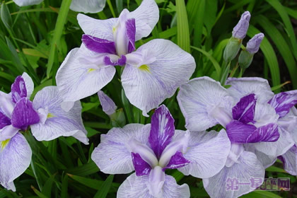 花菖蒲花语是什么?