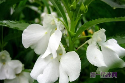 8月10日花语:凤仙花,生日花语野丫头