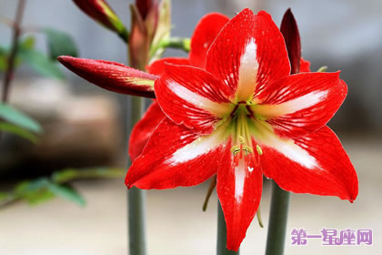 8月16日生日花：孤挺花，生日花语体质虚羽