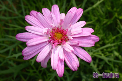 9月8日花语:米迦勒雏菊,生日花语夫妻爱