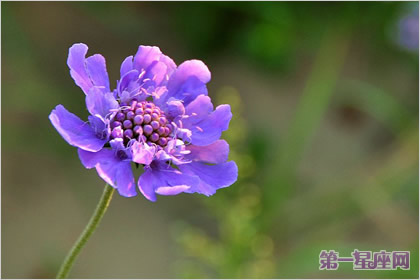 花语：山萝卜，生日花语争斗心