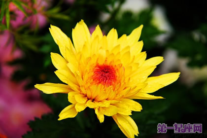 花语：秋菊，生日花语室内设计