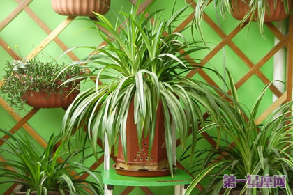 盘点什么花防辐射最好?