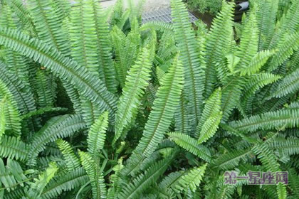 羊齿蕨花语