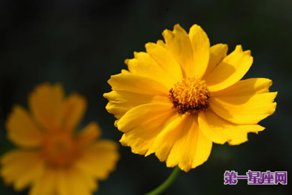 7月15日花语:金盏花,生日花语一丝不苟